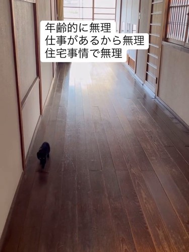 歩いて来る子猫