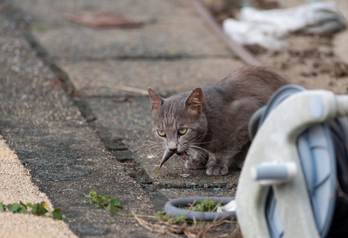 魚を食べている猫