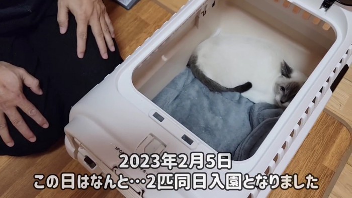 キャリーの奥にいる子猫