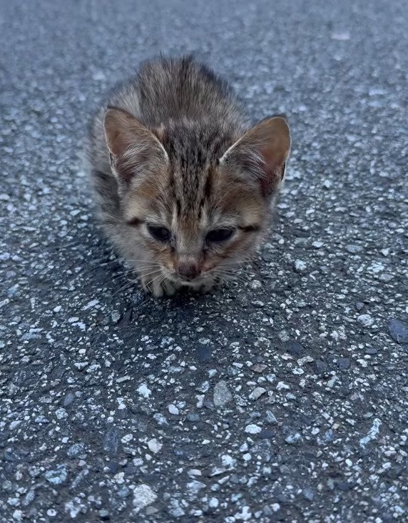 道路にたたずむ小さな子猫2