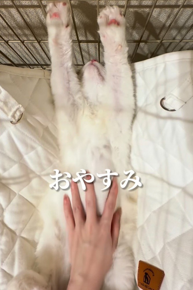 仰向けでバンザイする猫