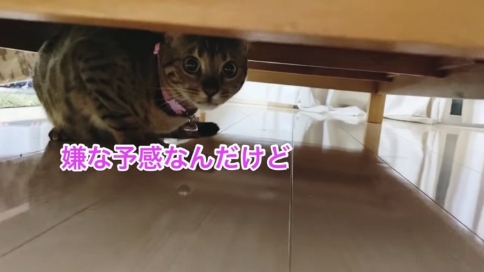 ソファの下に隠れる猫