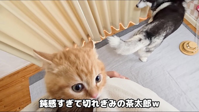 部屋の中を歩き回るハスキー犬と、飼い主を見上げる子猫