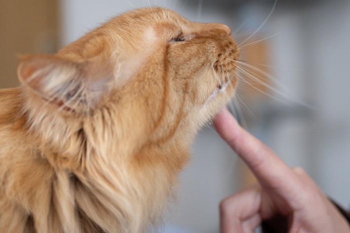 茶トラ猫のあごを指でさわる飼い主