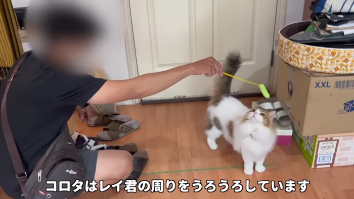 猫じゃらしを見る猫