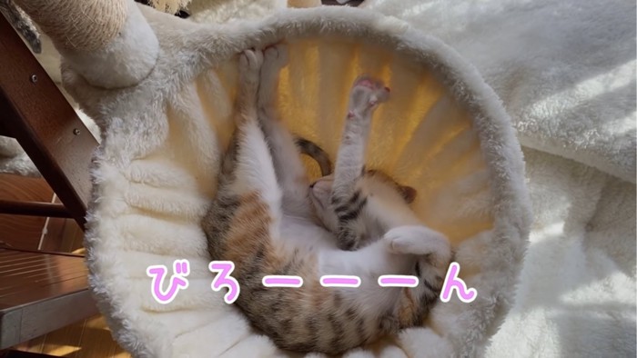 仰向けに寝る子猫