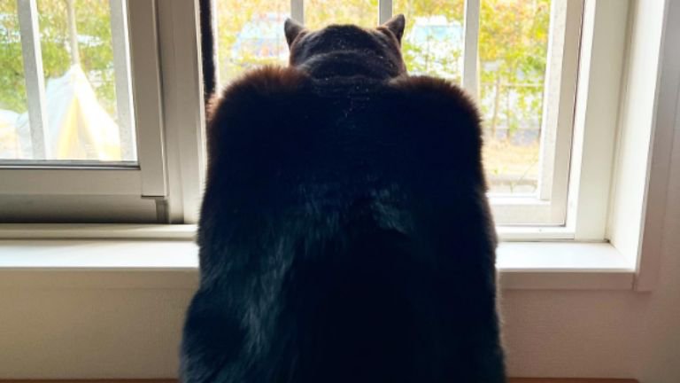 窓際にいる猫