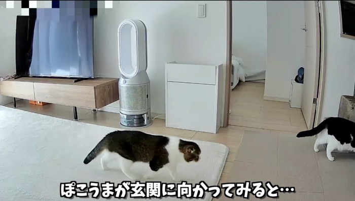 玄関へ向かう2匹の猫