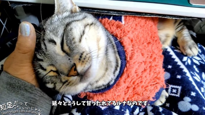 頭をなでられる猫