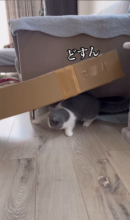 ダンボールに挟まれる猫