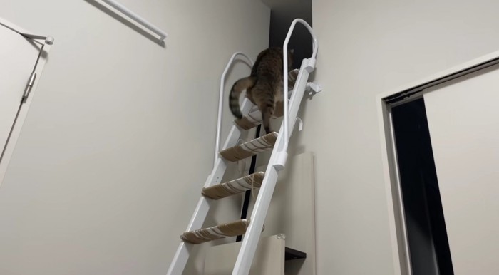 はしごを駆け上るみにらくん