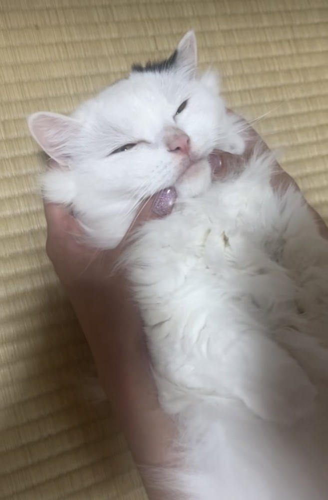 投稿主さんにほっぺをムニュムニュされるマンチカン