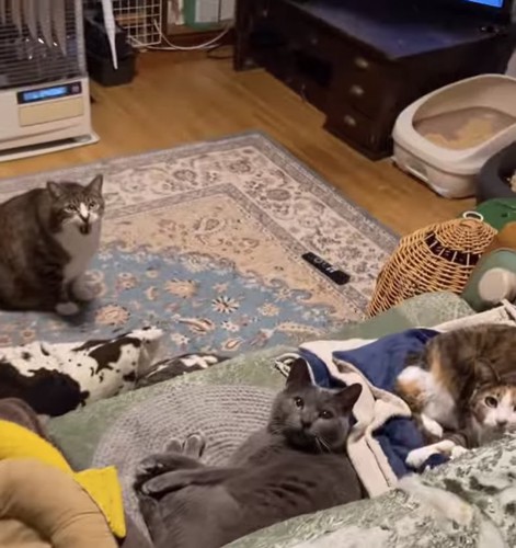 上を見ながら口を開けている床にいる猫とソファの上にいる口を閉じた2匹の猫