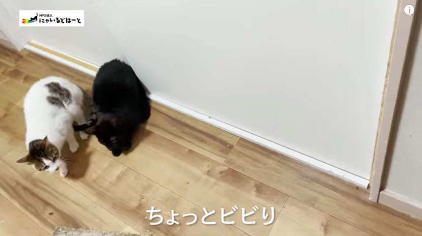 ビビり部屋