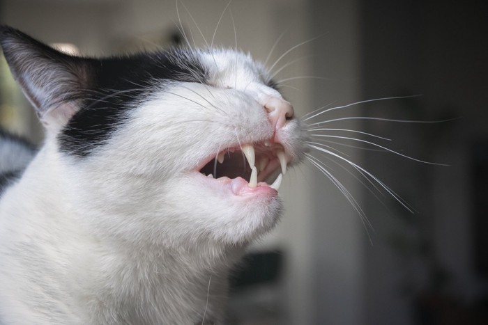 痛そうに口を開ける猫