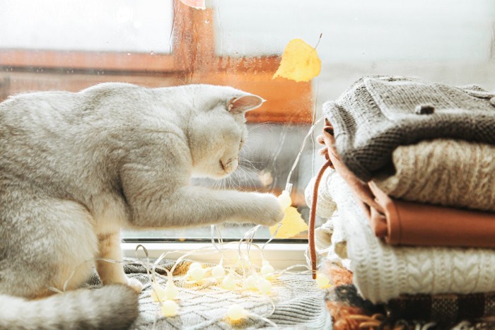 積み上げられた衣類を邪魔そうに触る猫