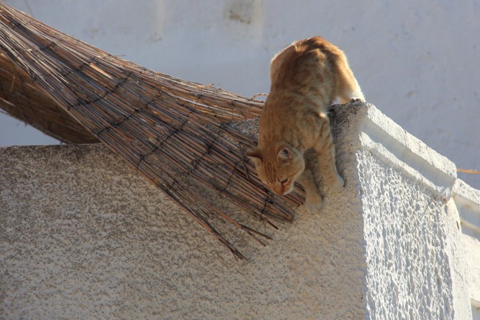 窓際の猫