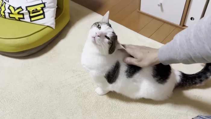 背中を撫でられる猫