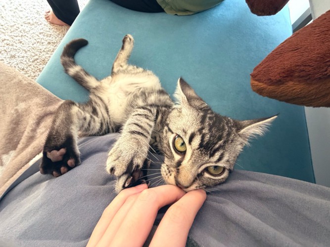 飼い主に甘える子猫