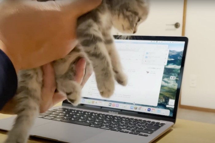 抱っこされる子猫
