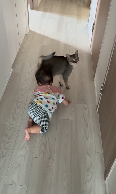 猫とハイハイする赤ちゃん