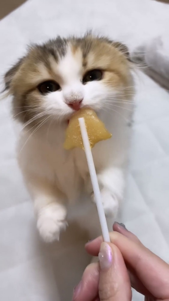 おやつを食べる猫