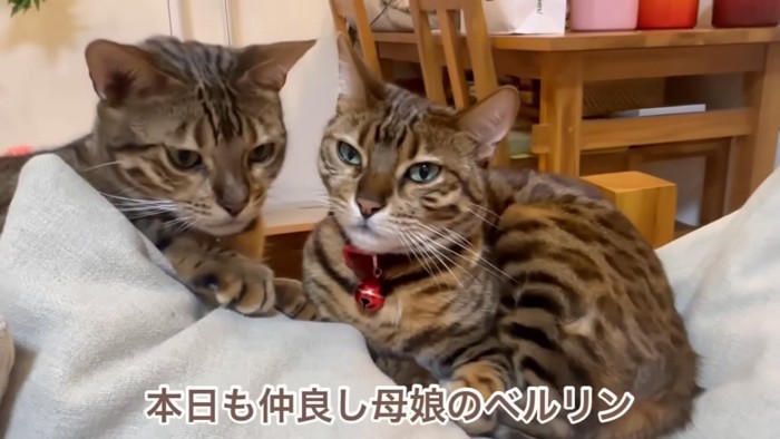 並ぶ2匹の猫