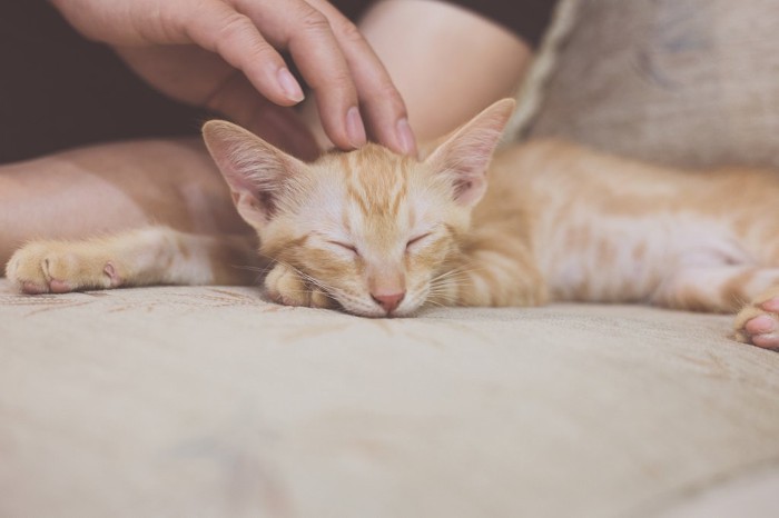 撫でられている子猫