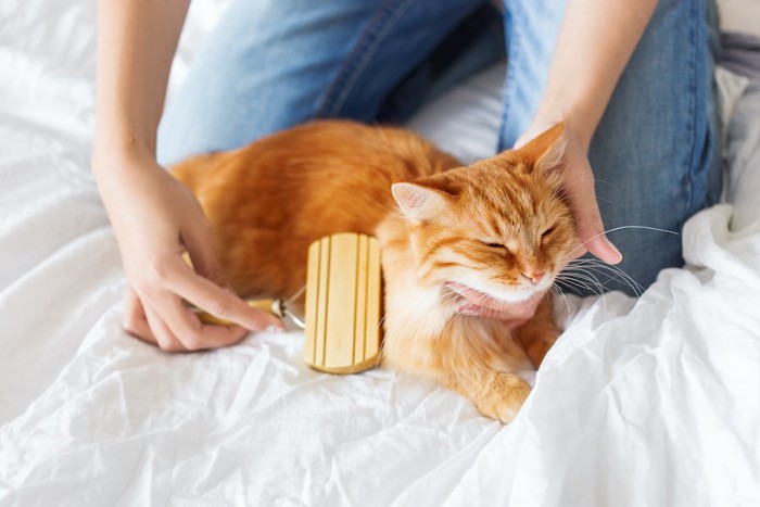 飼い主にブラッシングされている茶トラ猫