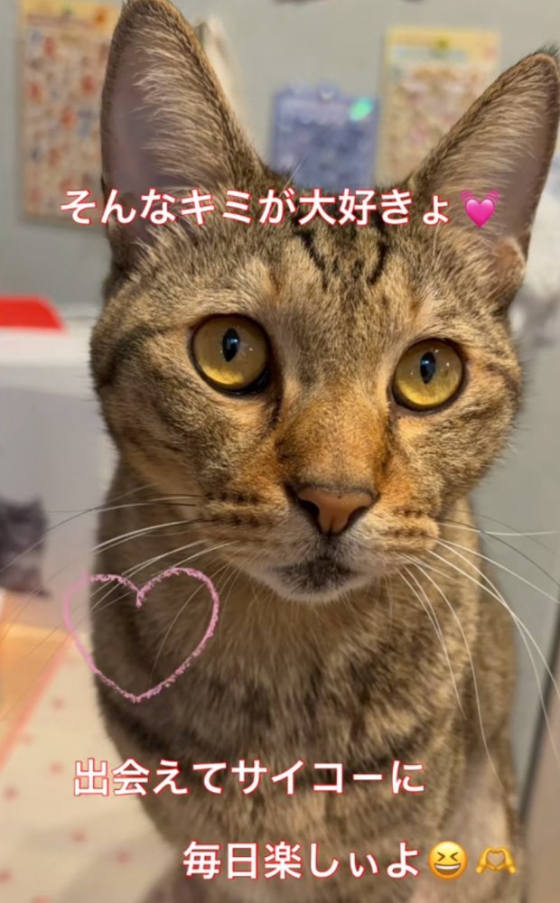 目を開いて見つめる猫