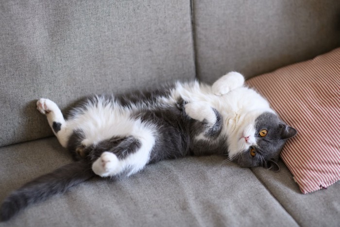 ヘソ天する猫