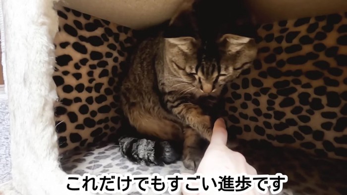 猫用ベッドの中、なつさんと指で握手するキジトラ