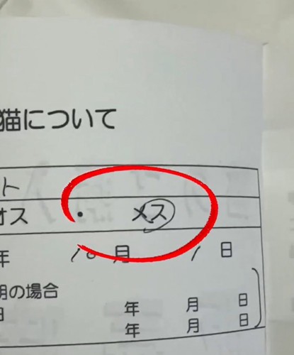 メスの字に赤い丸