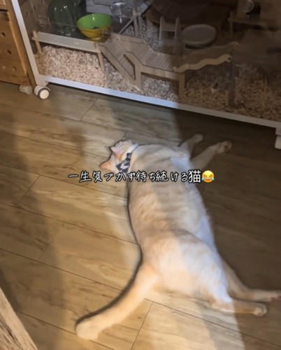 気づかずに待つ猫