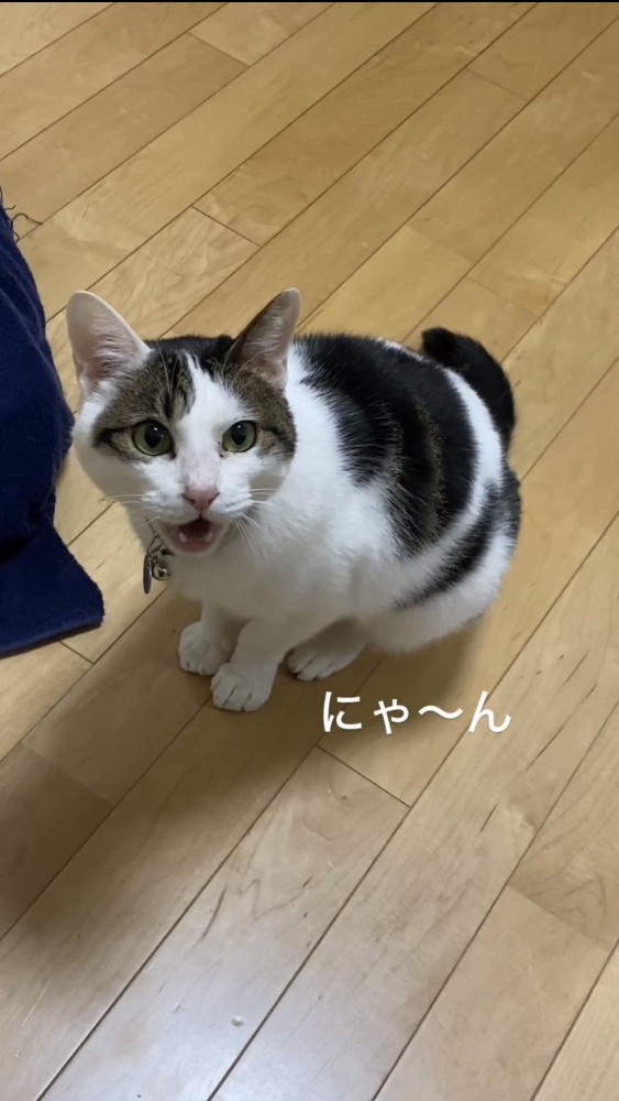 見上げて鳴く猫