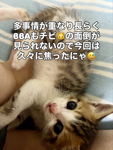 寝転がる子猫