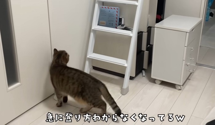 階段はしごの下にいる猫