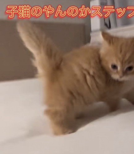 「子猫のやんのかステップ」のテロップ写真2