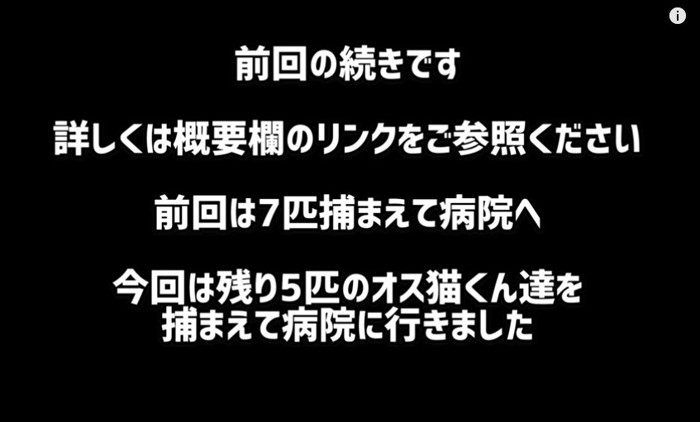 オス猫捕獲