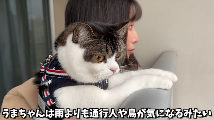 手すりに前足をかける猫