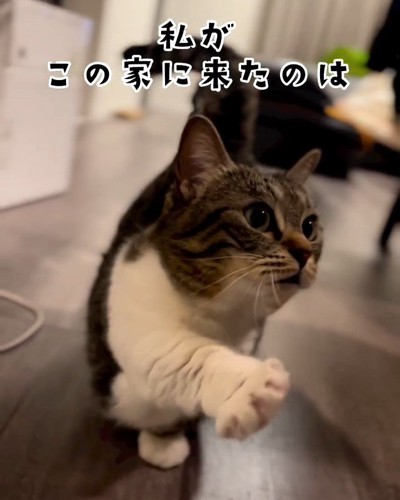 前足をあげる猫