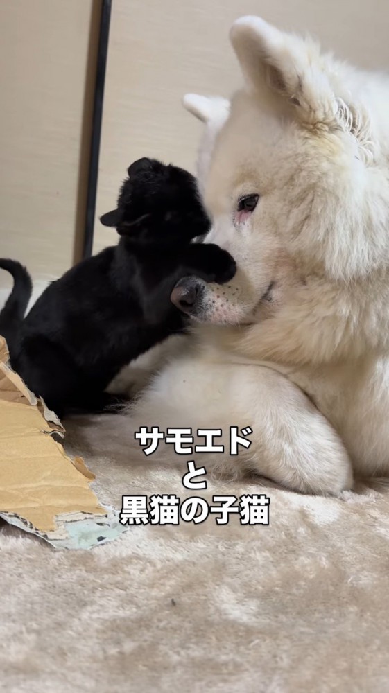 じゃれついてくる子猫を優しい目で見つめる犬