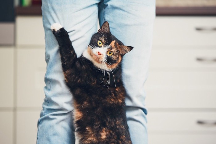 飼い主のジーパンで爪研ぎをする猫