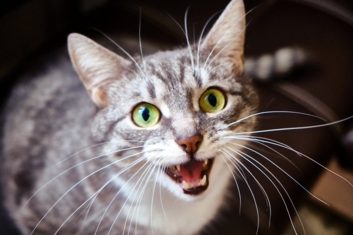 話しかけてくる猫