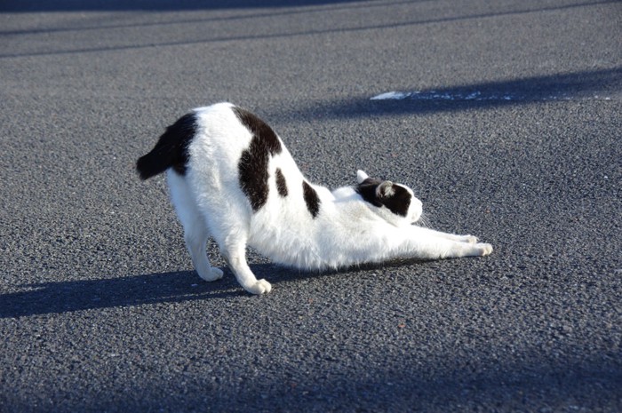 伸びをしている猫