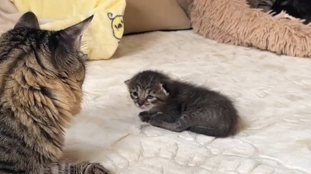 父猫を見つめる子猫