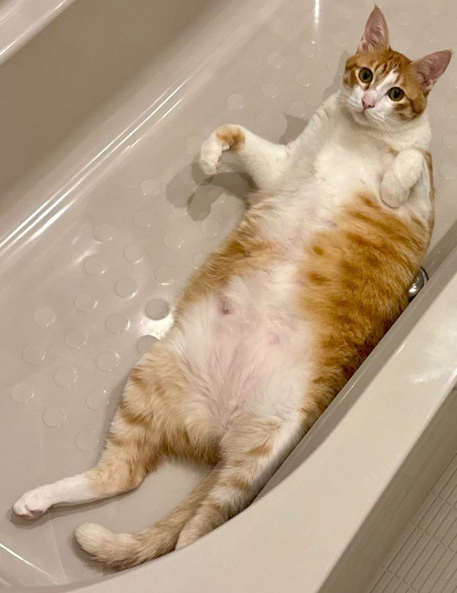 バスタブに横たわる猫(アップ1)