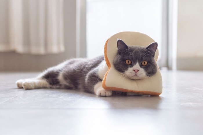 食パン型のカラーを首に装着している猫