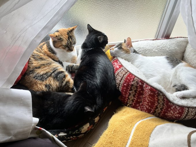 窓辺でくつろぐ縞三毛猫、黒猫、ハチワレ猫、三毛猫