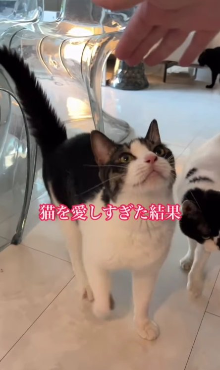 手と上を向く猫